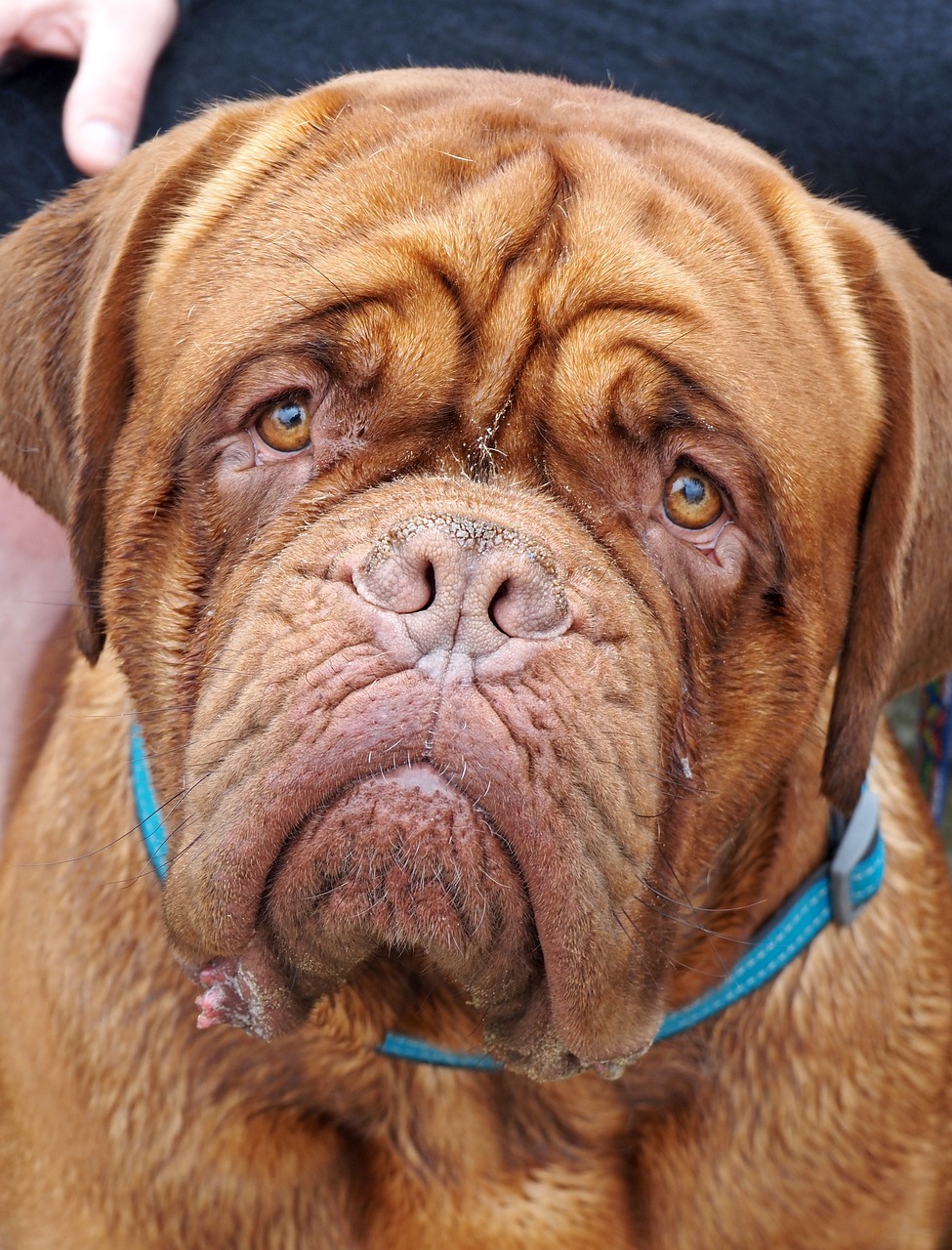 bull-mastiff-6529564_1280